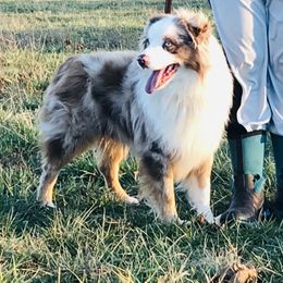 Bandit - Australian Shepherd