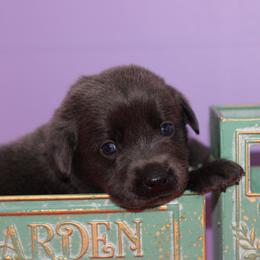 Bracelet - Black female Labrador Retriever puppy in Morrilton, Arkansas from Ancient Dogges Performance Dogs