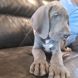 Great Danes from Danny's Danes