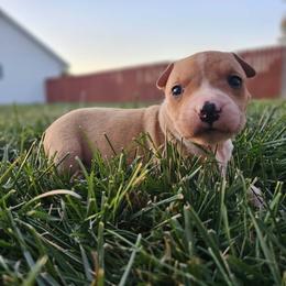 Girl 1 - Red female American Staffordshire Terrier puppy in Springfield, Illinois from Prairieland Kennels