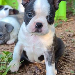 Penne - Black brindle and white female Boston Terrier puppy in Griffin, Georgia from Celtic Performance Bostons