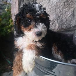 Lucas - Tri-color male Bernedoodle puppy in Blackfoot, Idaho from Draper Mountain Doodles