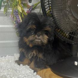 SB Bells - Black and tan female Shih Tzu puppy in Elgin, South Carolina from Silver Bells Paw Prints