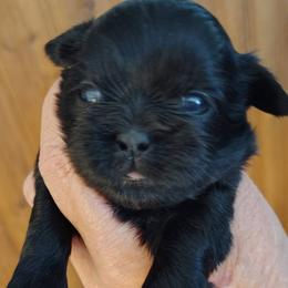 Liberty - Libby - Black female Shih Tzu puppy in Palmyra, New York from Karen's Tzus of Palmyra-Macedon