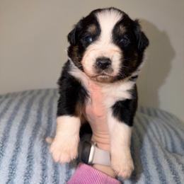 Peep - Black tri-color male Australian Shepherd puppy in Anniston, Alabama from All Hale Aussies