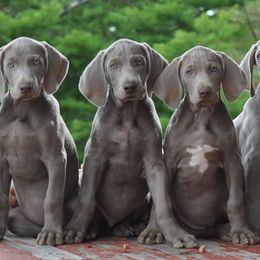 Weimaraners from Graenit Weimaraners