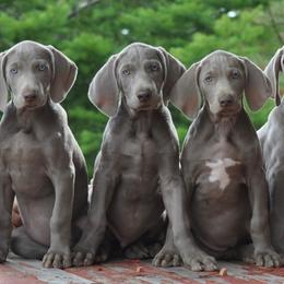 Weimaraners from Graenit Weimaraners