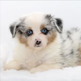Male 4 - Blue merle male Miniature American Shepherd puppy in Childress, Texas from Taylor Farms