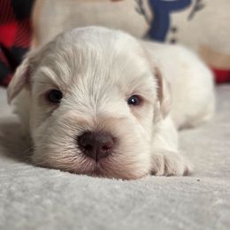 Frost - Wheaten male Miniature Schnauzer puppy in Magalia, California from NorCal Schnauzers