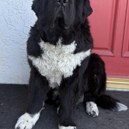 Gracie - Newfoundland