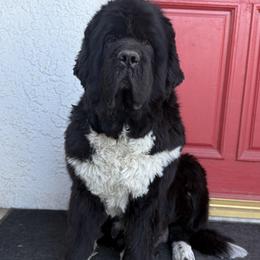 Gracie - Newfoundland