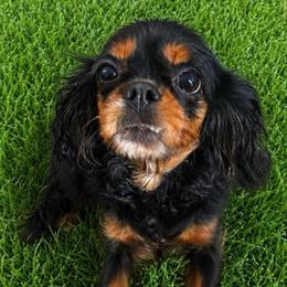 Fergie - Cavalier King Charles Spaniel
