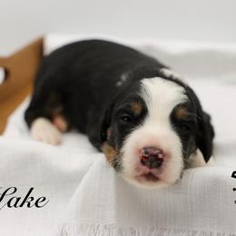 Lake - Tri-color male Bernedoodle puppy in Edmond, Oklahoma from Rock N Roll Doodles