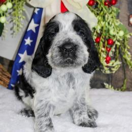 London - Black and white male English Springer Spaniel puppy in Winchester, Kentucky from Hidden Springs Farm
