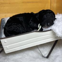 Rain - White and black male Bordoodle puppy in Valley Center, California from Circle R Valley Bordoodls