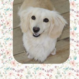 Lily Rose - Dachshund