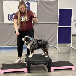 Ranger - Miniature Australian Shepherd