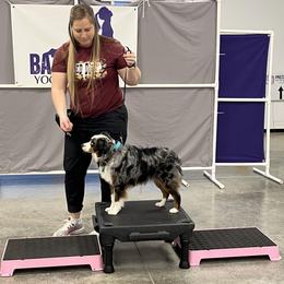 Ranger - Miniature Australian Shepherd