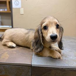 Dose - Cream male Dachshund puppy in Irving, Texas from DFW Dachshunds by G & S
