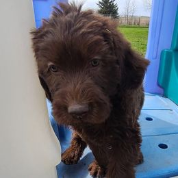 Labradoodles and Labrador Retrievers from Royal Lead Labradors