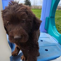 Labradoodles and Labrador Retrievers from Royal Lead Labradors