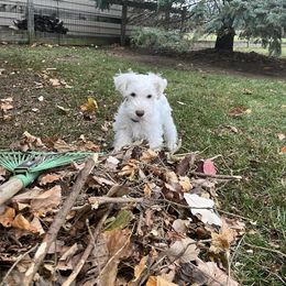 Miniature Schnauzer Puppies from Hume Family Mini Schnauzers