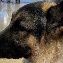 German Shepherds from Debra Grieco German Shepherds