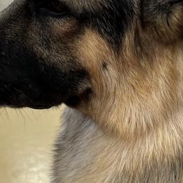 German Shepherds from Debra Grieco German Shepherds