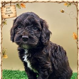 Christopher Robin - Chocolate male Goldendoodle puppy in Hendersonville, North Carolina from Kim's Cove