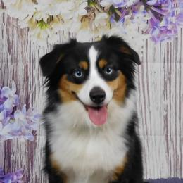 Nyx - Miniature Australian Shepherd