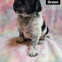 Dill Pickle - White and black ticked male Large Münsterländer puppy in Fremont, Wisconsin from Feather Cloud Kennels