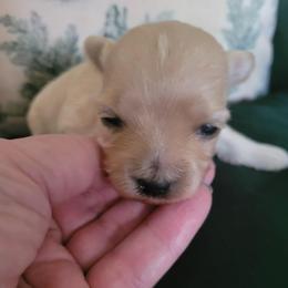 Lenore Dove - Cream female Maltipoo puppy in Mena, Arkansas from Belle Ball Puppies