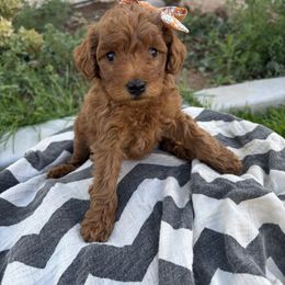 Black widow - Red  female Poodle puppy in Saint George, Utah from Oodles of Poodles