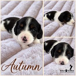 Autumn - Black Piebald - Piebald female Dachshund puppy in Kemp, Texas from Koli Acres