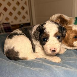 Boy 4 - Blue merle male Bernedoodle puppy in Cocoa, Florida from The Beach Doodles
