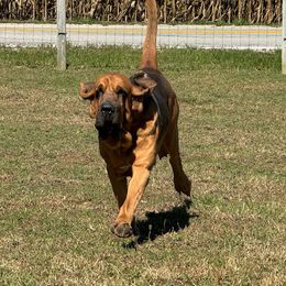 Louis - Bloodhound