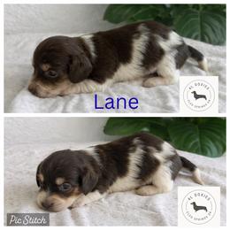 Dachshund Puppies from 4L Doxies