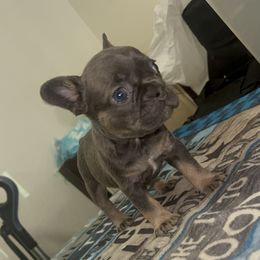 Felicity Smoak - Blue female French Bulldog puppy in San Diego, California from Forbes List Frenchies