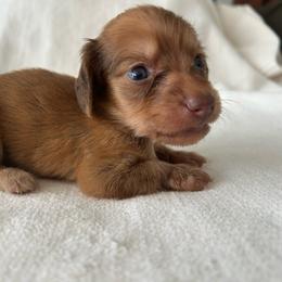Montana (red) - Red male Dachshund puppy in Sebring, Florida from Mini Weenies