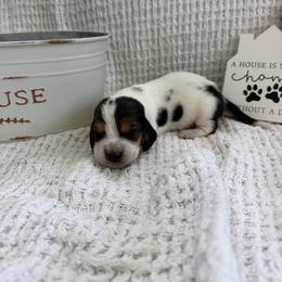 Hank - Black brown and white male Basset Hound puppy in Osage Beach, Missouri from The Basset Boutique