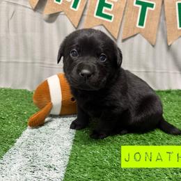 6th pick Black Male - Black male Labrador Retriever puppy in Farmington, Missouri from Granite Creek Kennel