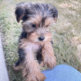 Yorkshire Terrier Puppies from Alvarado’s Yorkies