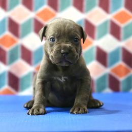 Light Pink - Gray female Cane Corso puppy in Lusby, Maryland from Coastal View Kennels