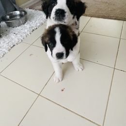 Saint Bernard Puppies from Southern Saints