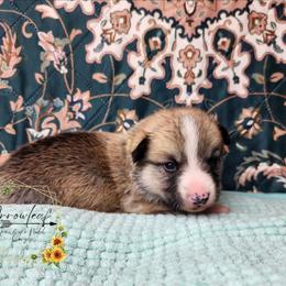 Relish DM CLEAR - Sable male Pembroke Welsh Corgi puppy in Idaho from Arrowleaf Corgis