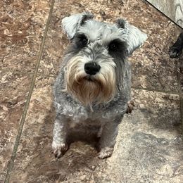 Bell - Miniature Schnauzer