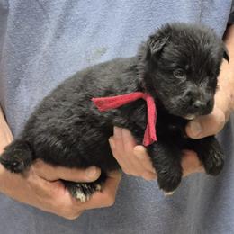 Girl 1 - Black female German Shepherd puppy in Lake George, Colorado from High Country German Shepherds