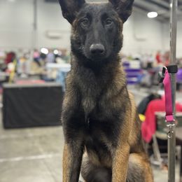 Belgian Malinois Puppies from Fromage Malinois
