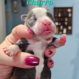 Churro - Blue male Boston Terrier puppy in Columbus, Ohio from Bryn's AKC Bostons