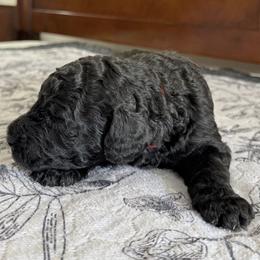 Red Collar Male - Blue male Poodle puppy in Screven, Georgia from Dreamland Standard Poodles
